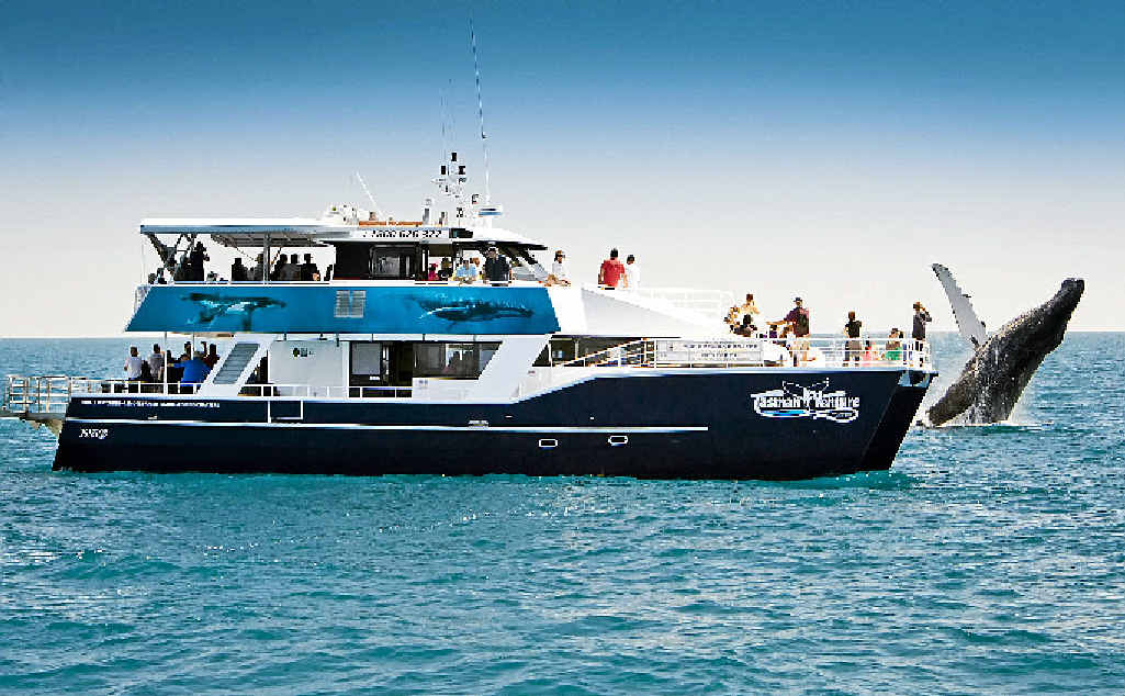 The Tasman Venture takes visitors to see the whales close up. The Tasman Venture takes visitors to see the whales close up.